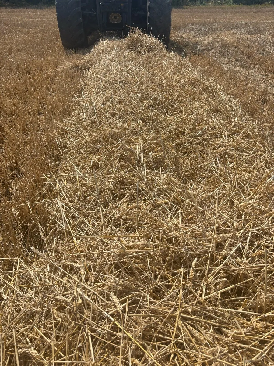 Wheaten Straw - Image 3