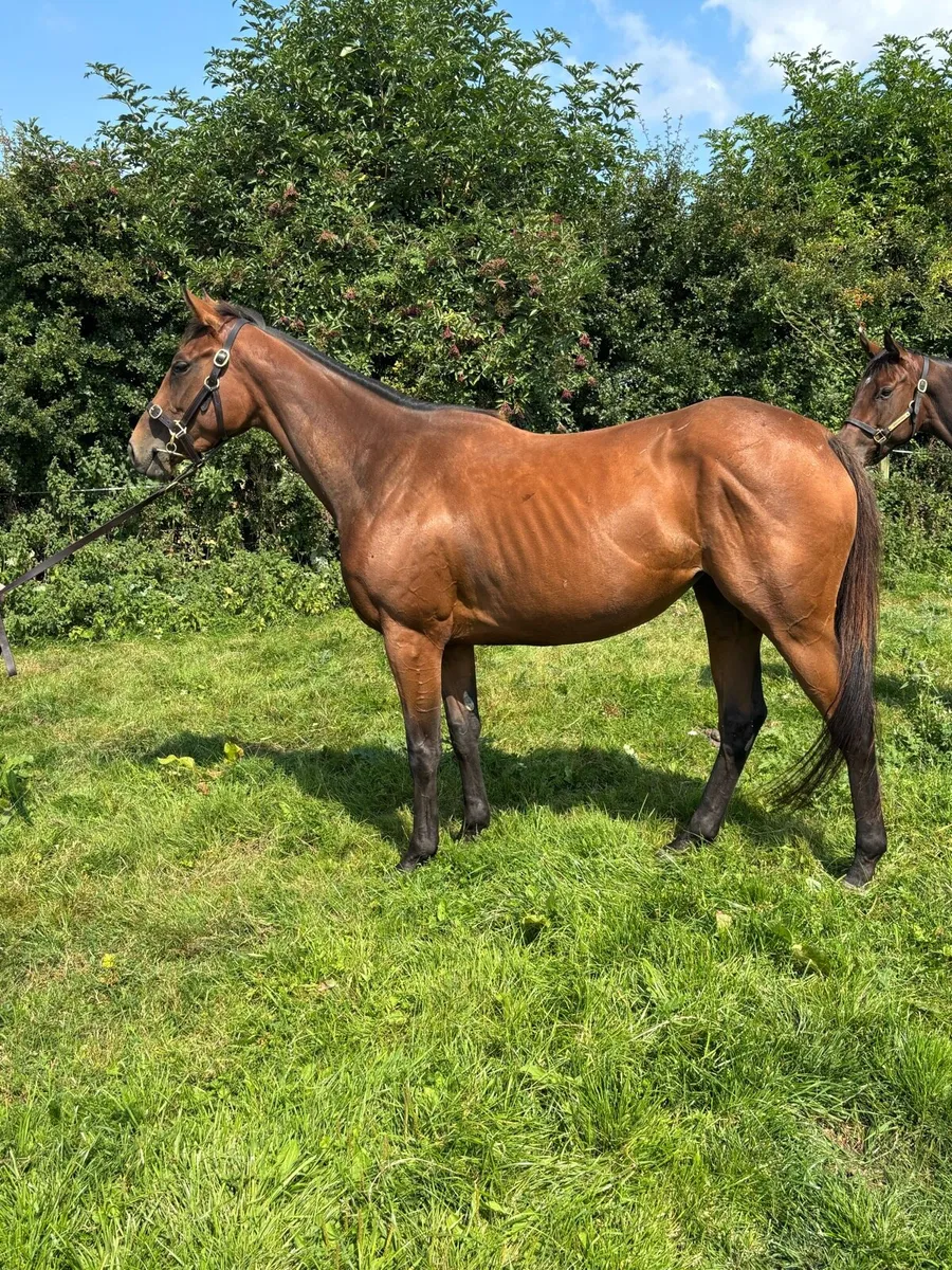 Thoroughbred Filly in foal