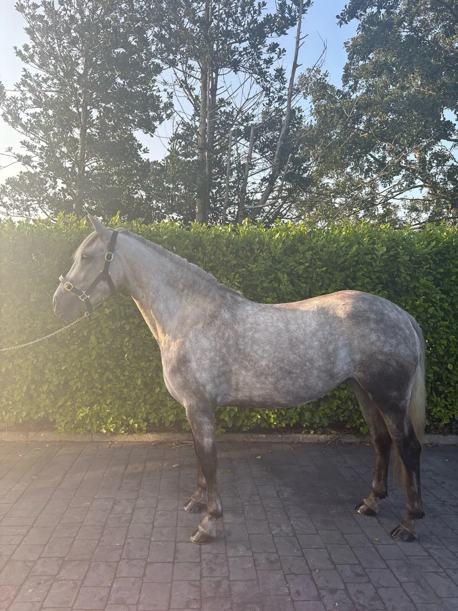 ⚡️⚡️Lot 79 Connemara Mare ⚡️⚡️ - Image 1