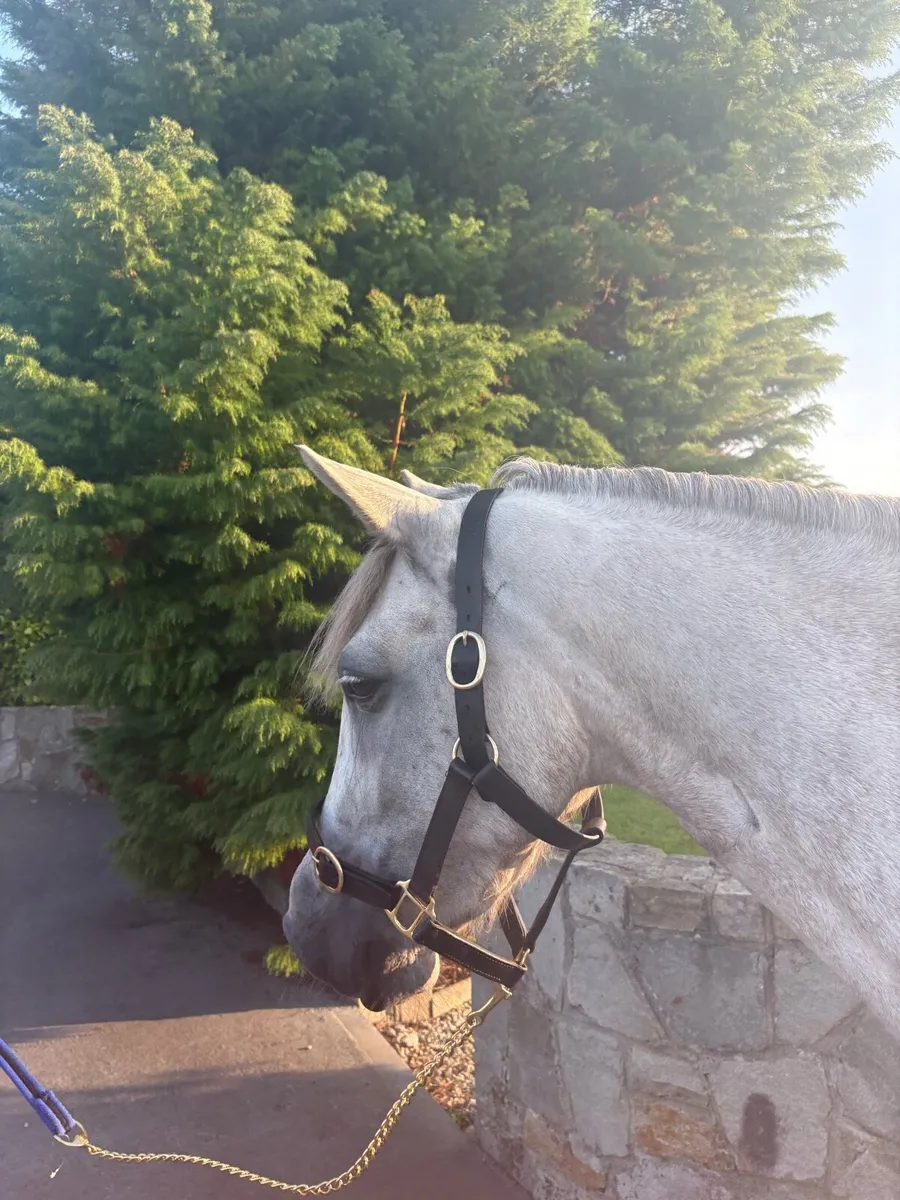 ⚡️⚡️Lot 79 Connemara Mare ⚡️⚡️ - Image 2