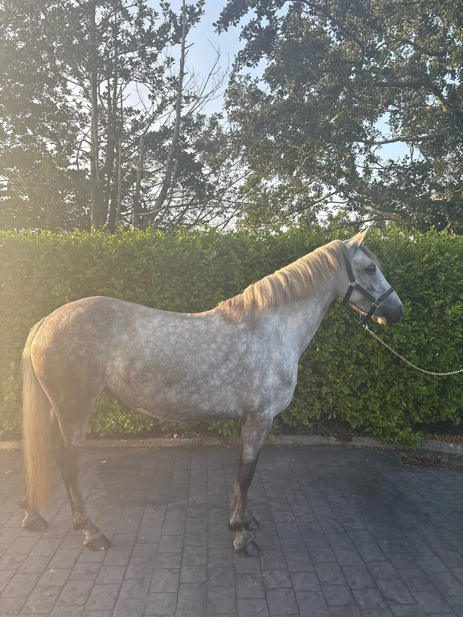 ⚡️⚡️Lot 79 Connemara Mare ⚡️⚡️ - Image 3