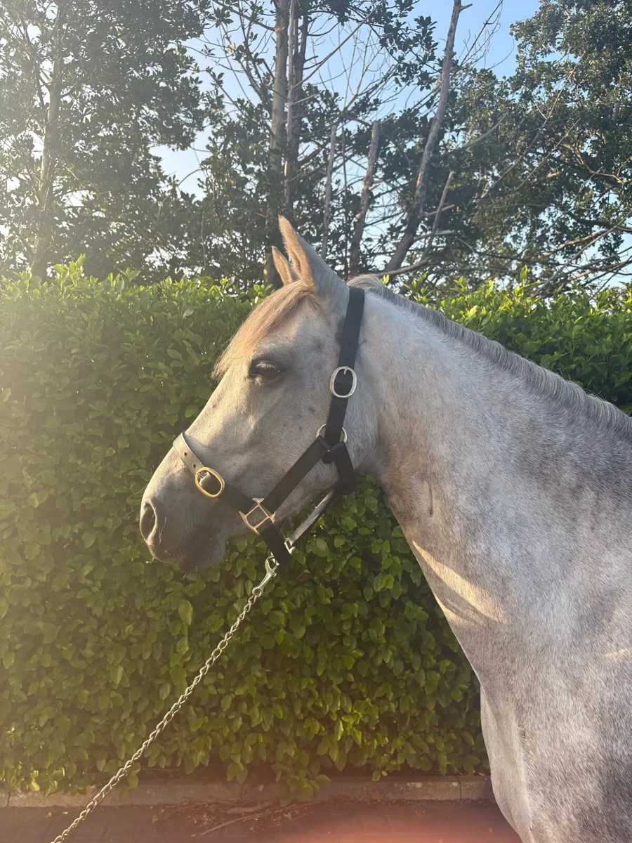 ⚡️⚡️Lot 79 Connemara Mare ⚡️⚡️ - Image 4
