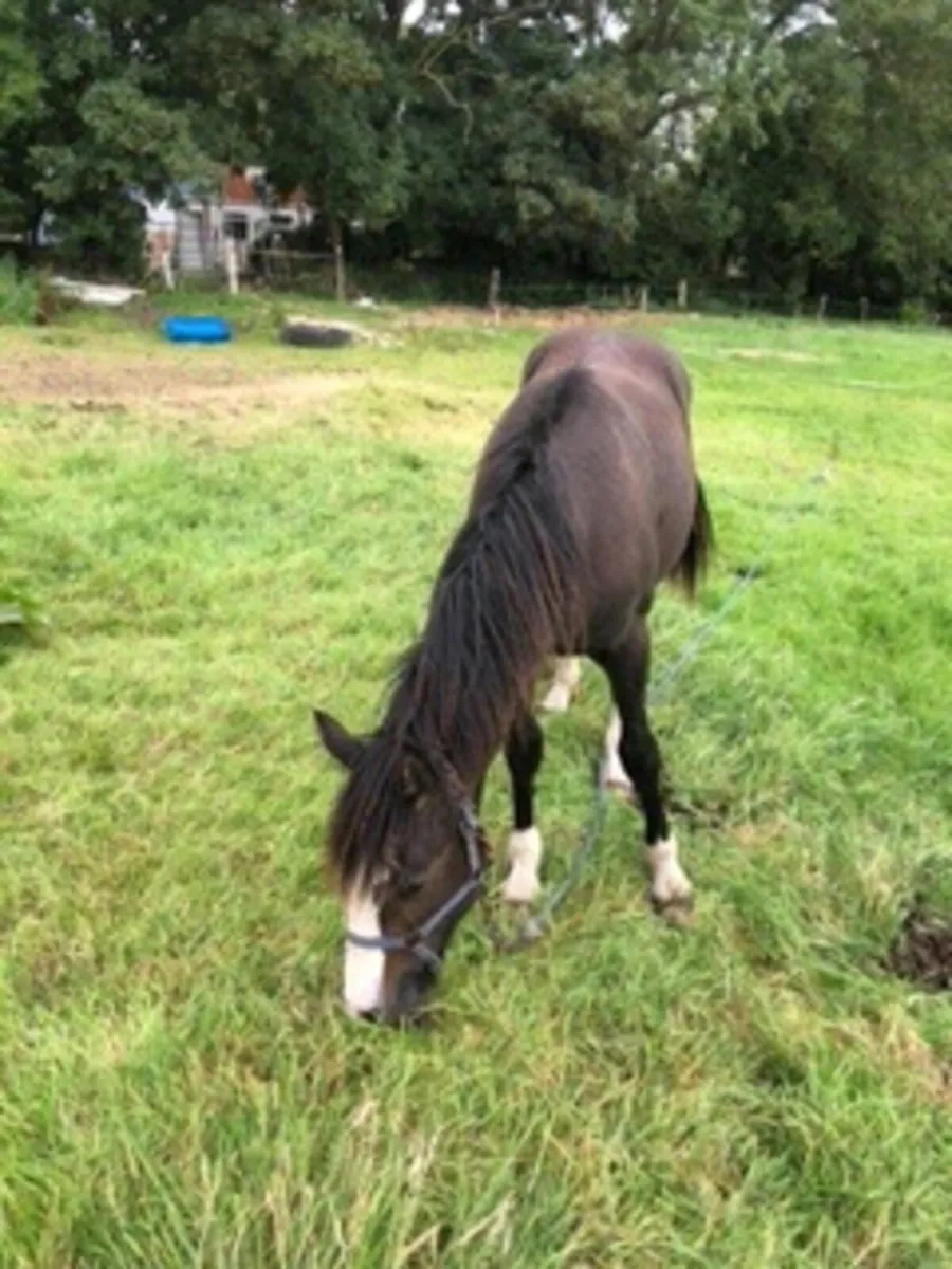 TB X  15 mth old Cob - Image 2