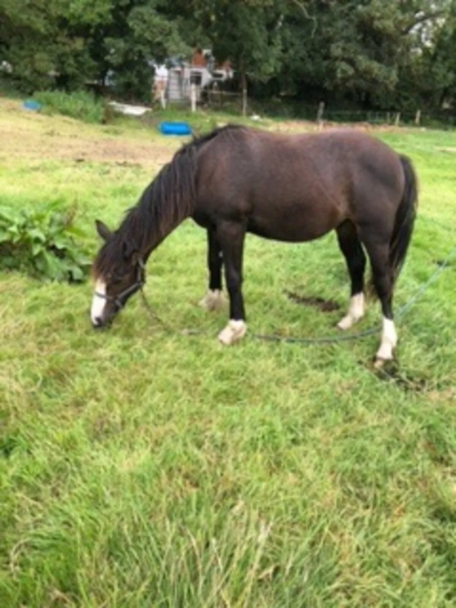 TB X  15 mth old Cob - Image 3