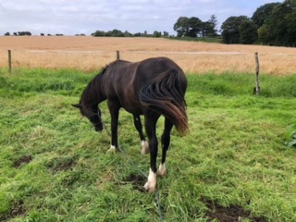 TB X  15 mth old Cob - Image 4