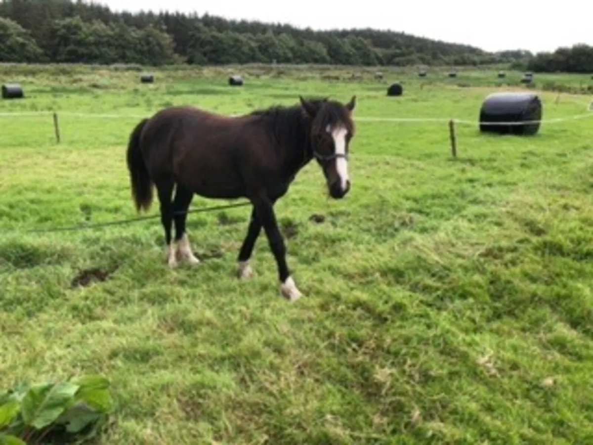 TB X  15 mth old Cob - Image 1