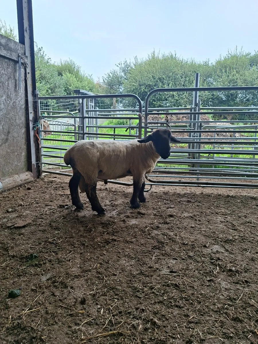 Suffolk Hogget - Image 3