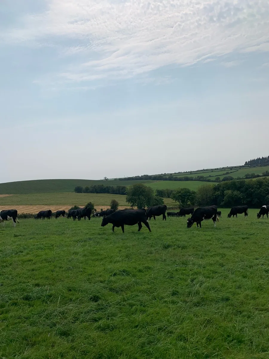 In Calf Heifers/Cows Cork Area