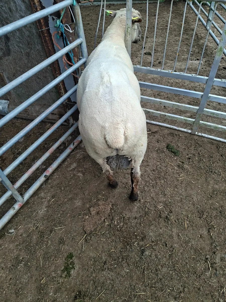 Vendeen Hogget - Image 1