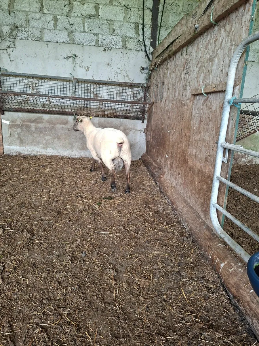 Vendeen Hogget - Image 2