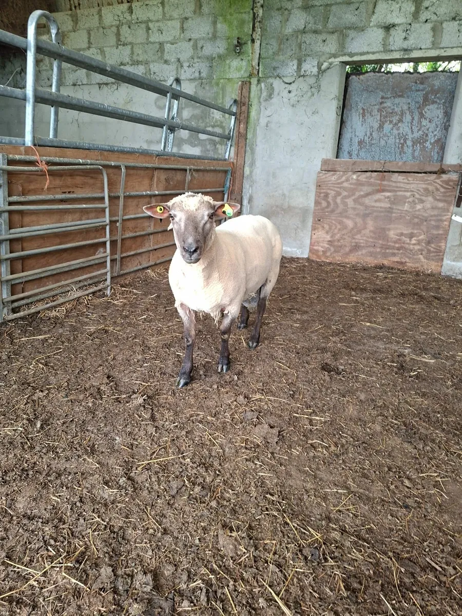 Vendeen Hogget - Image 3