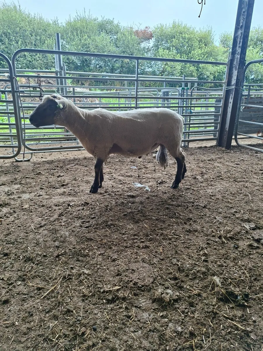 Vendeen Hogget - Image 4