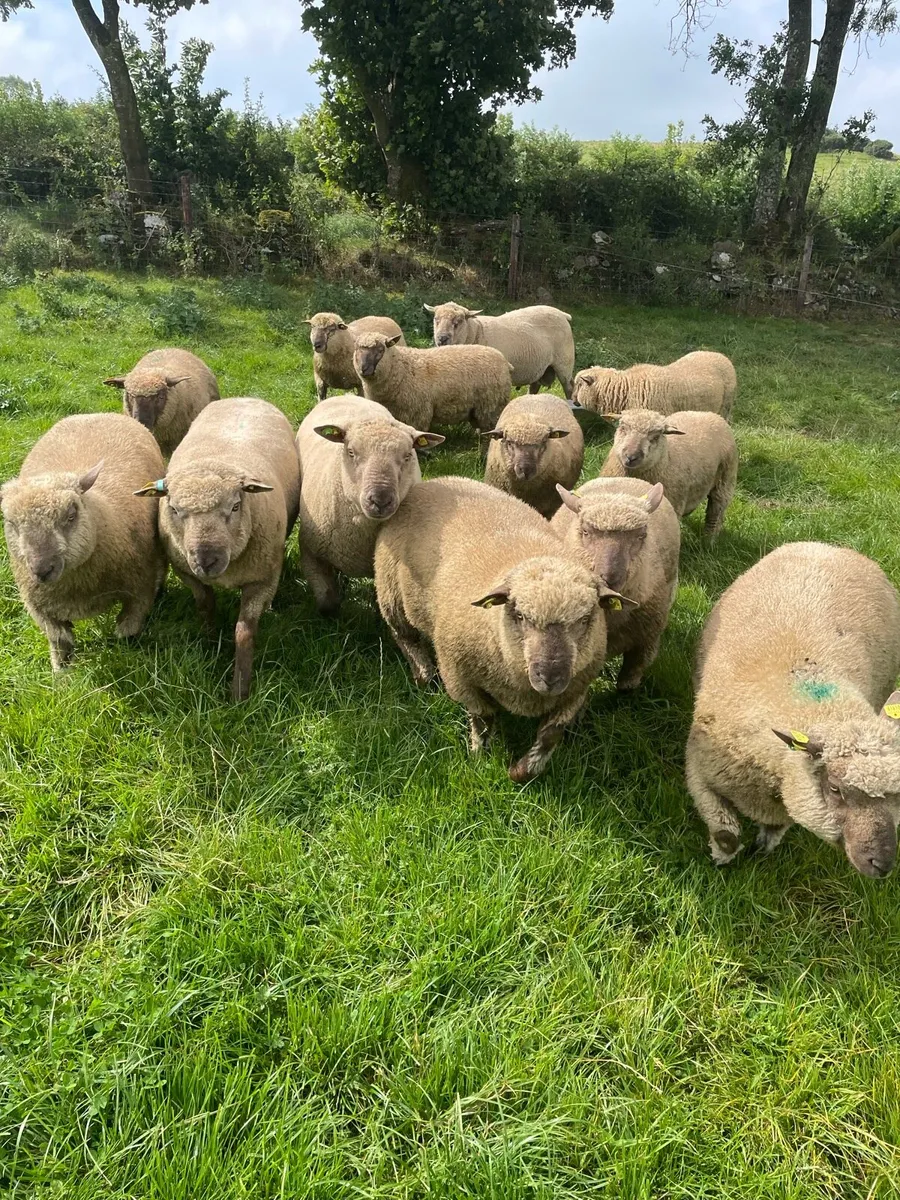 SIS Approved PBR Vendeen Ram Lambs - Image 1