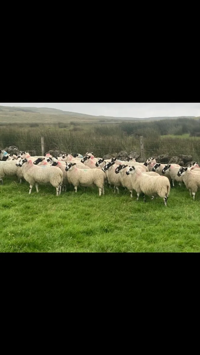 Store lambs - Image 3