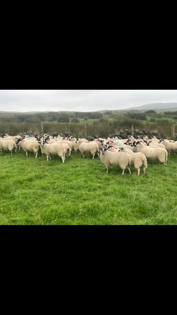 Store lambs - Image 4