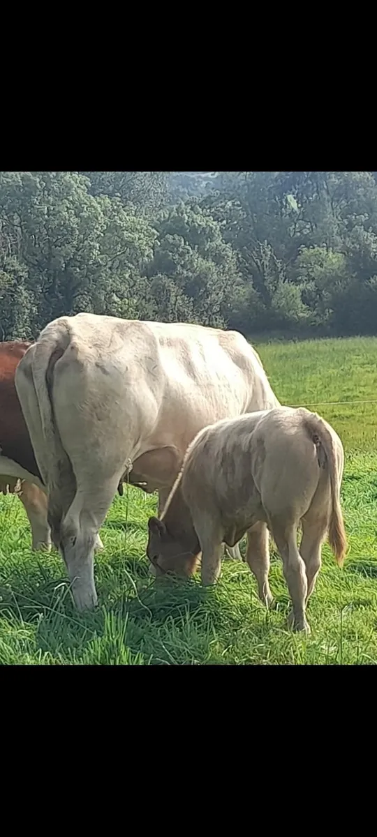 Cow and calf - Image 1