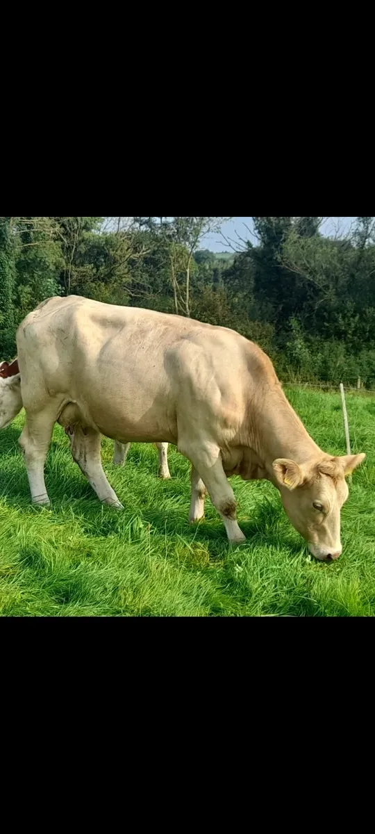 Cow and calf - Image 2