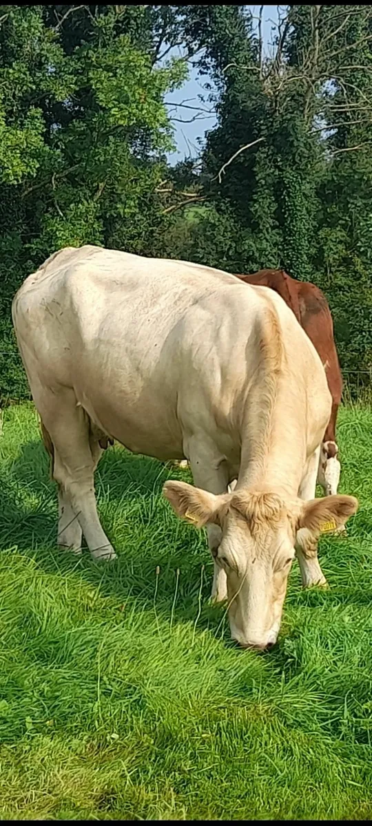 Cow and calf - Image 3