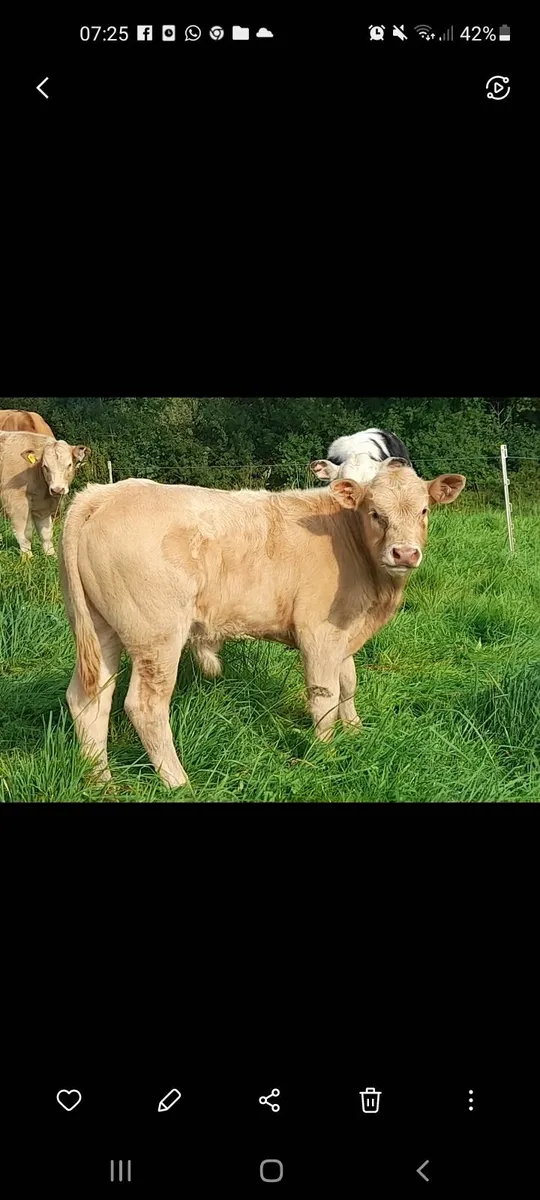 Cow and calf - Image 4