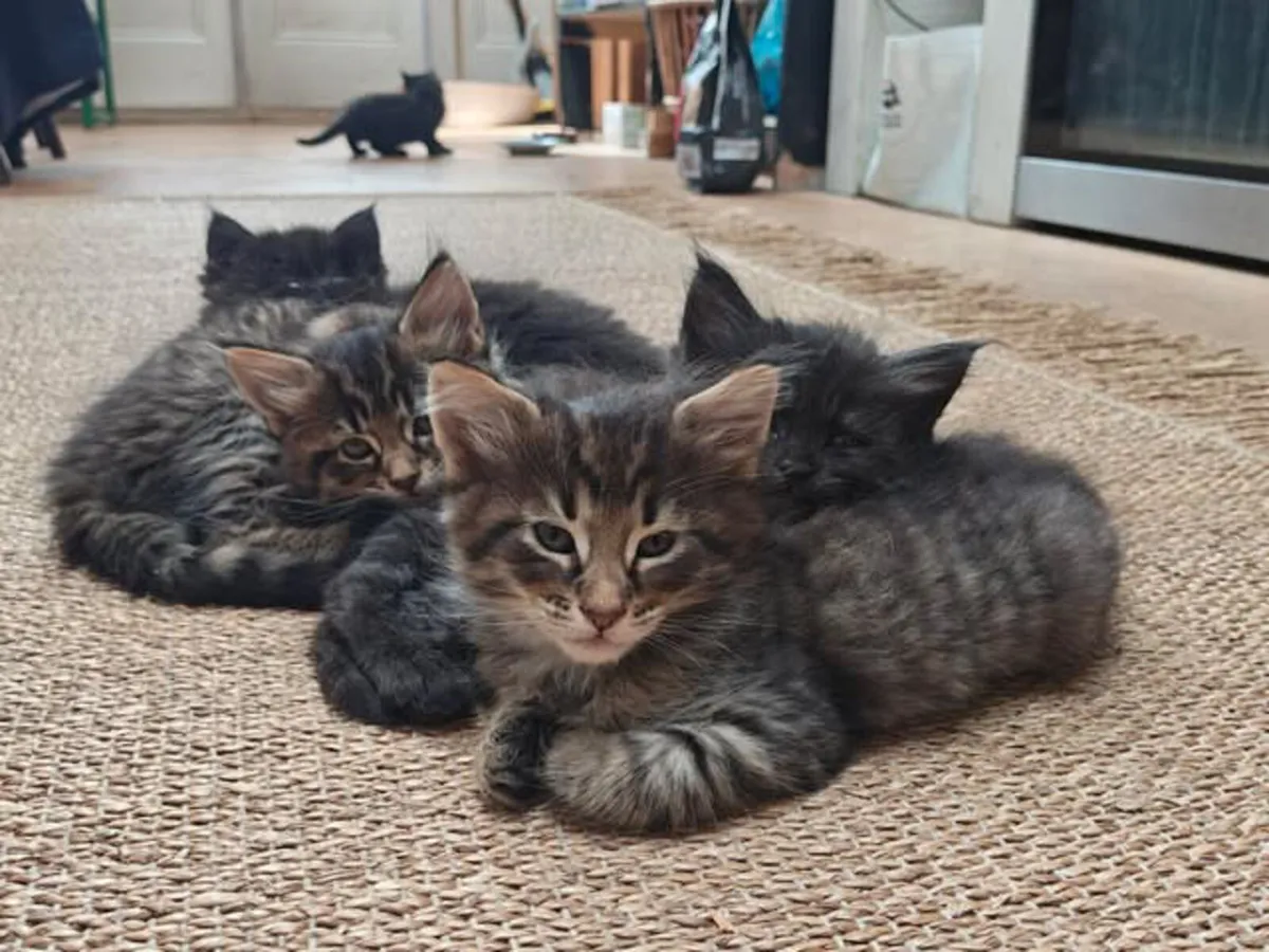 beautiful young kittens - Image 1