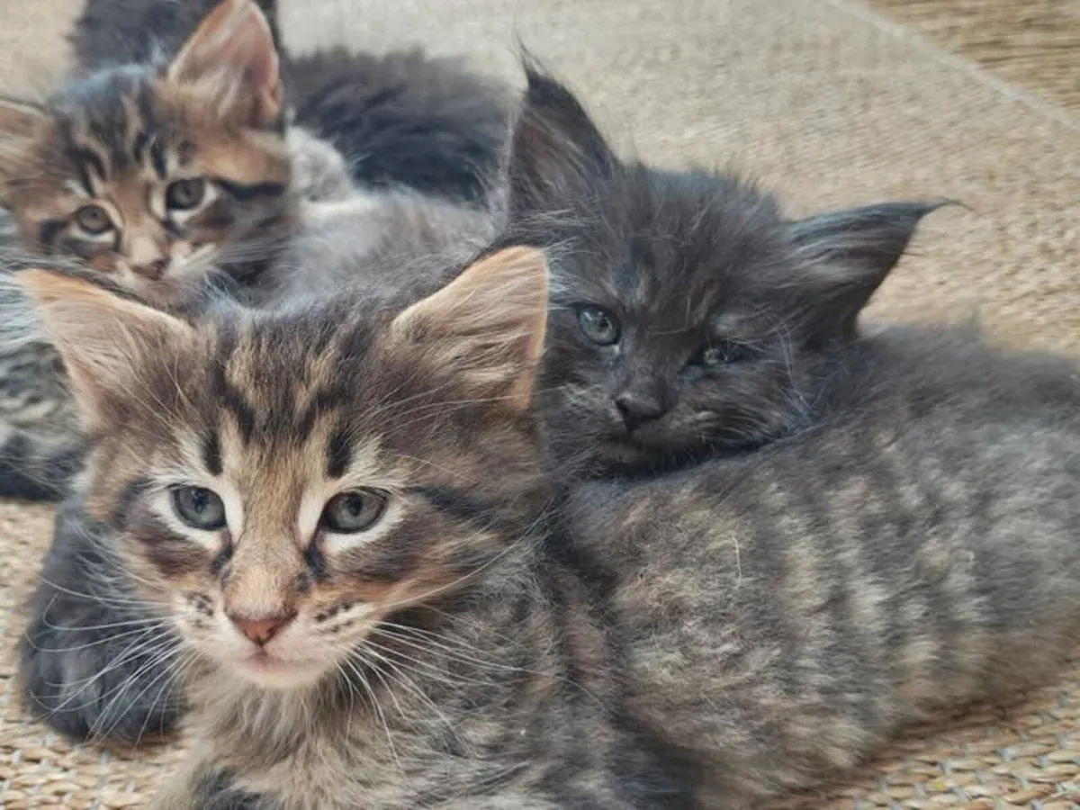 beautiful young kittens - Image 2