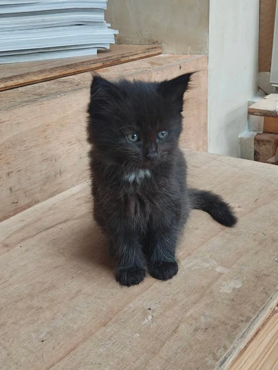 beautiful young kittens - Image 3