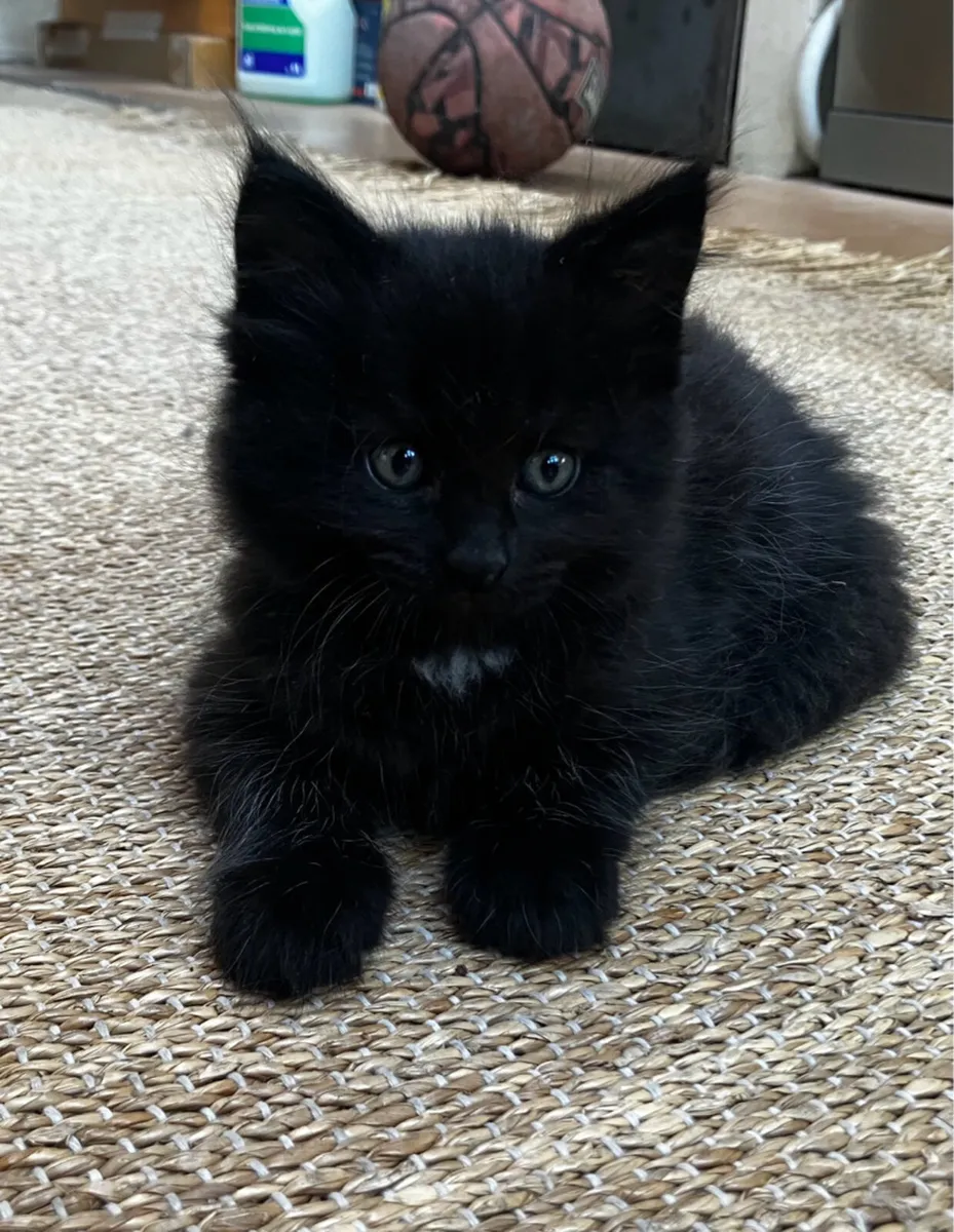 beautiful young kittens - Image 4