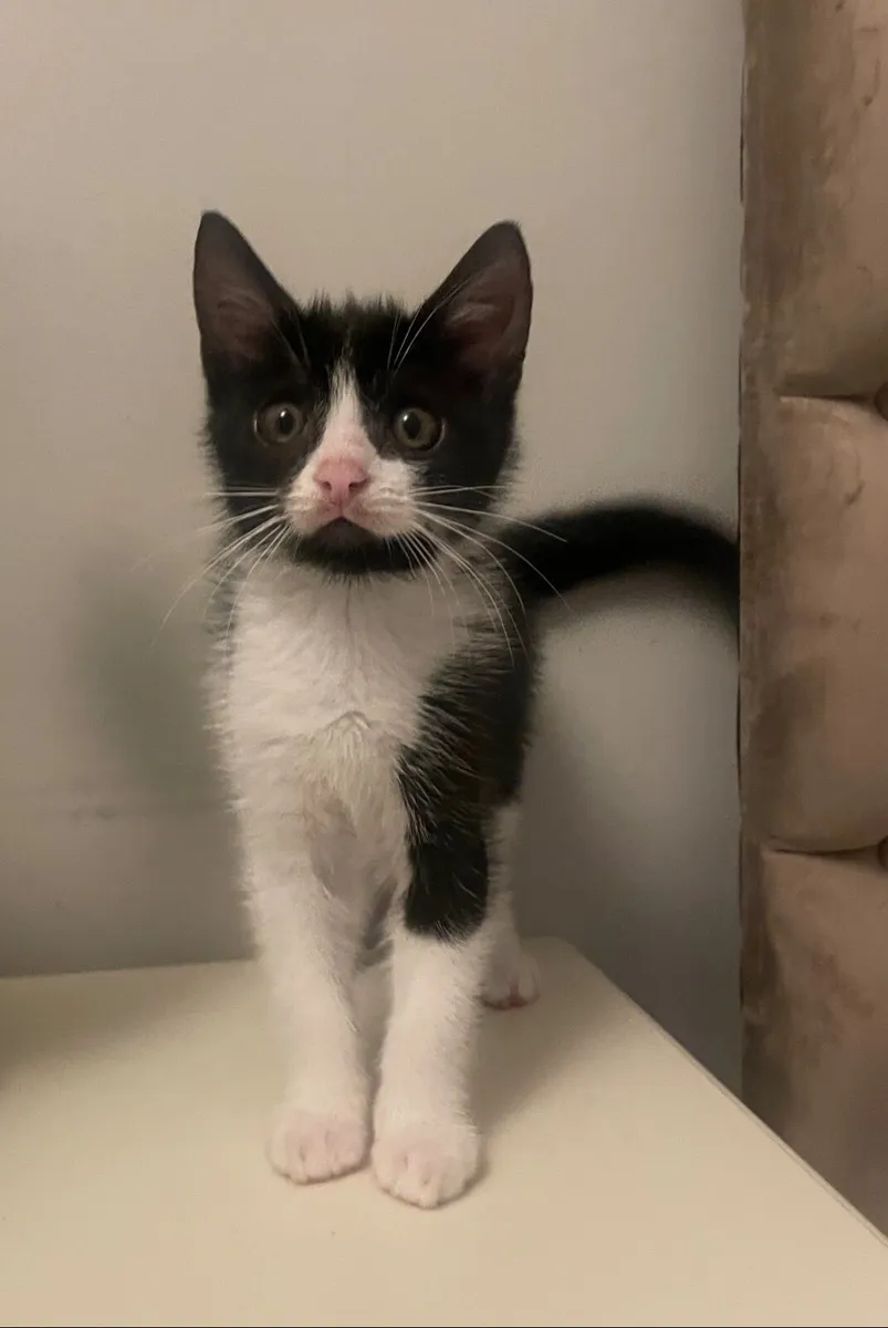 kitten (GONE) - Image 1