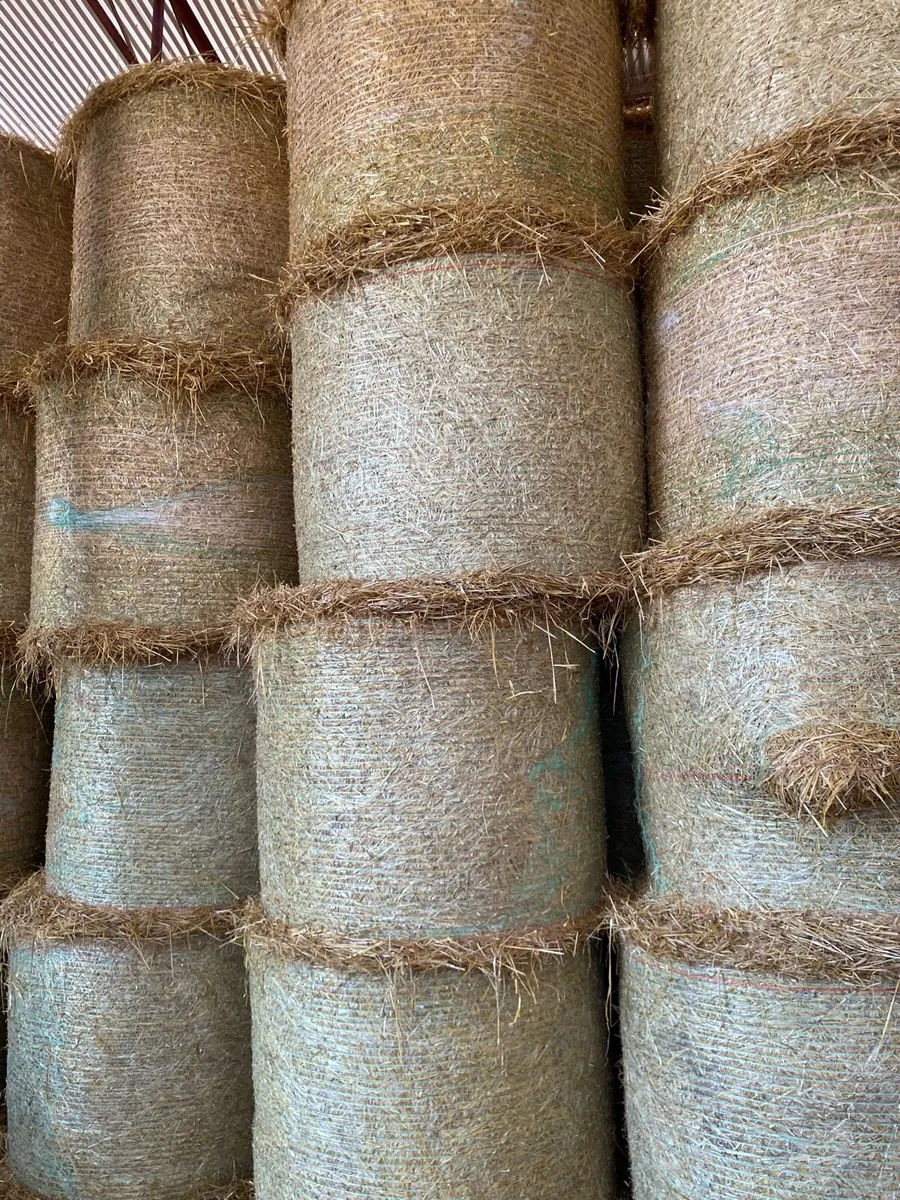 Barley straw