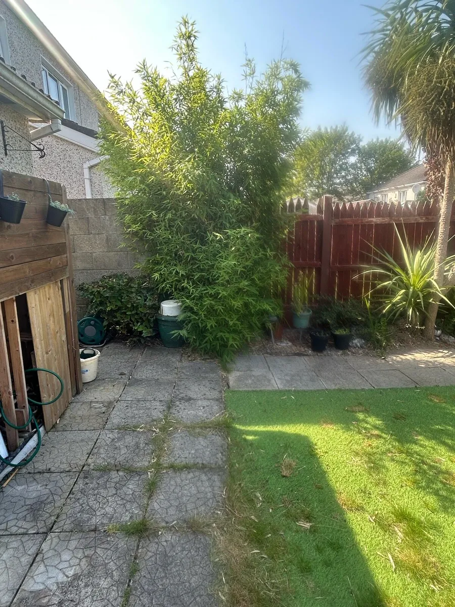Bamboo  (10foot high) - Image 1