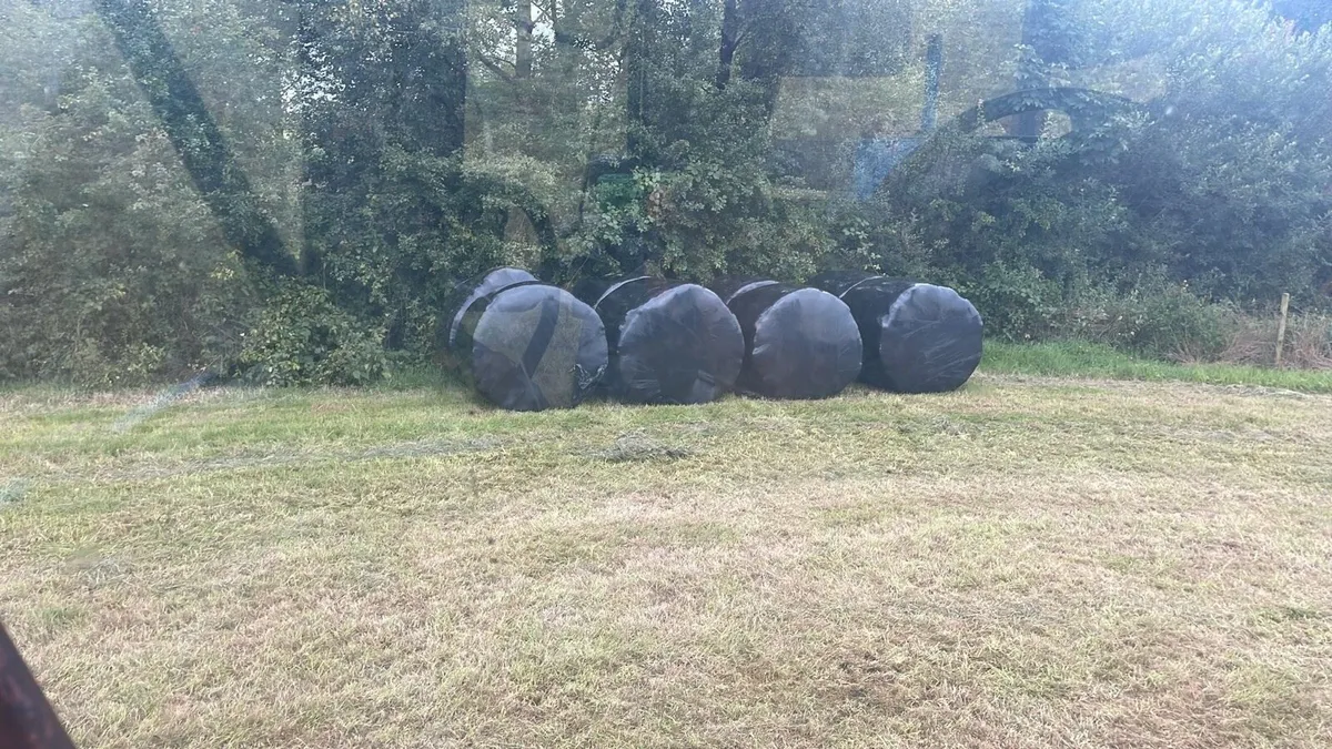 Bales silage