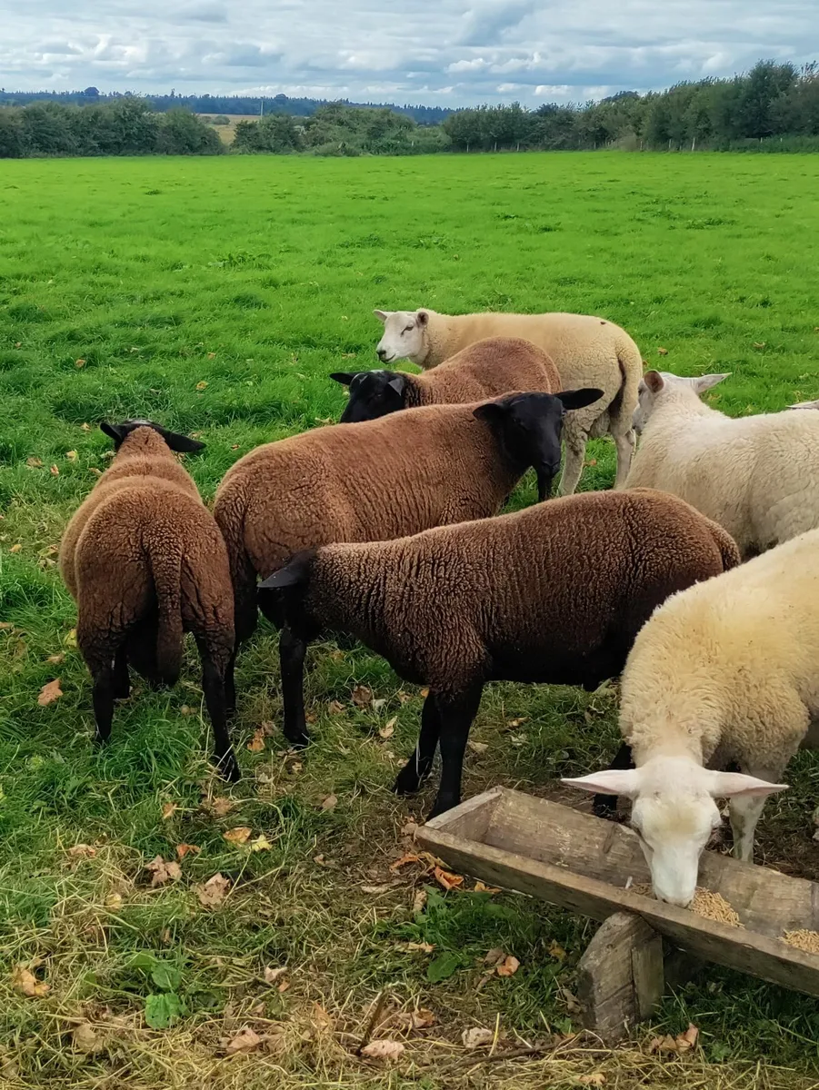 Ram Lambs - Image 2