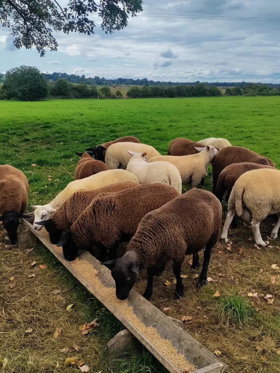 Ram Lambs - Image 4
