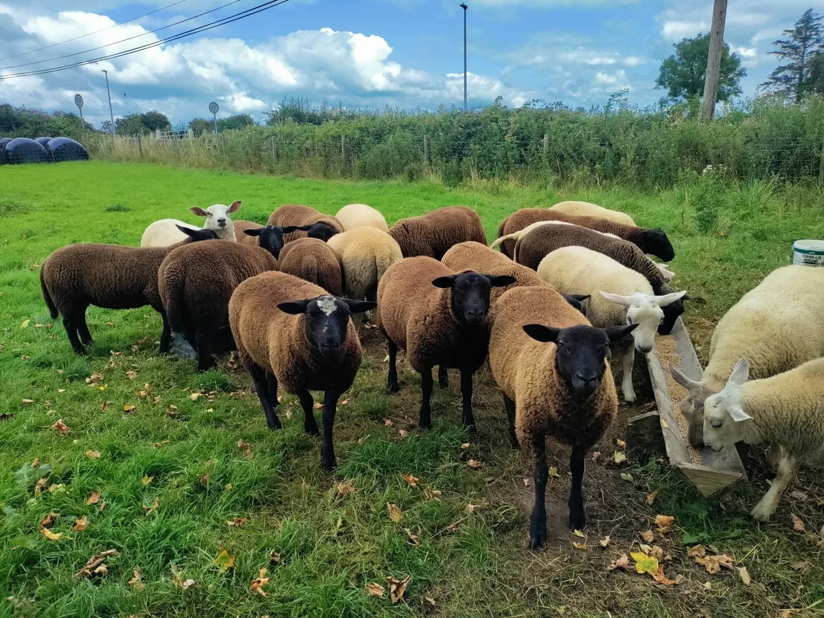 Ram Lambs - Image 3