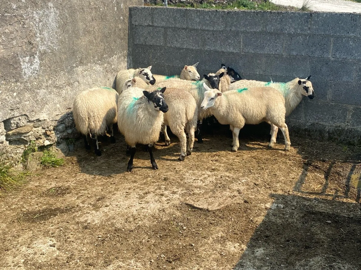 Ewe Lambs - Image 4