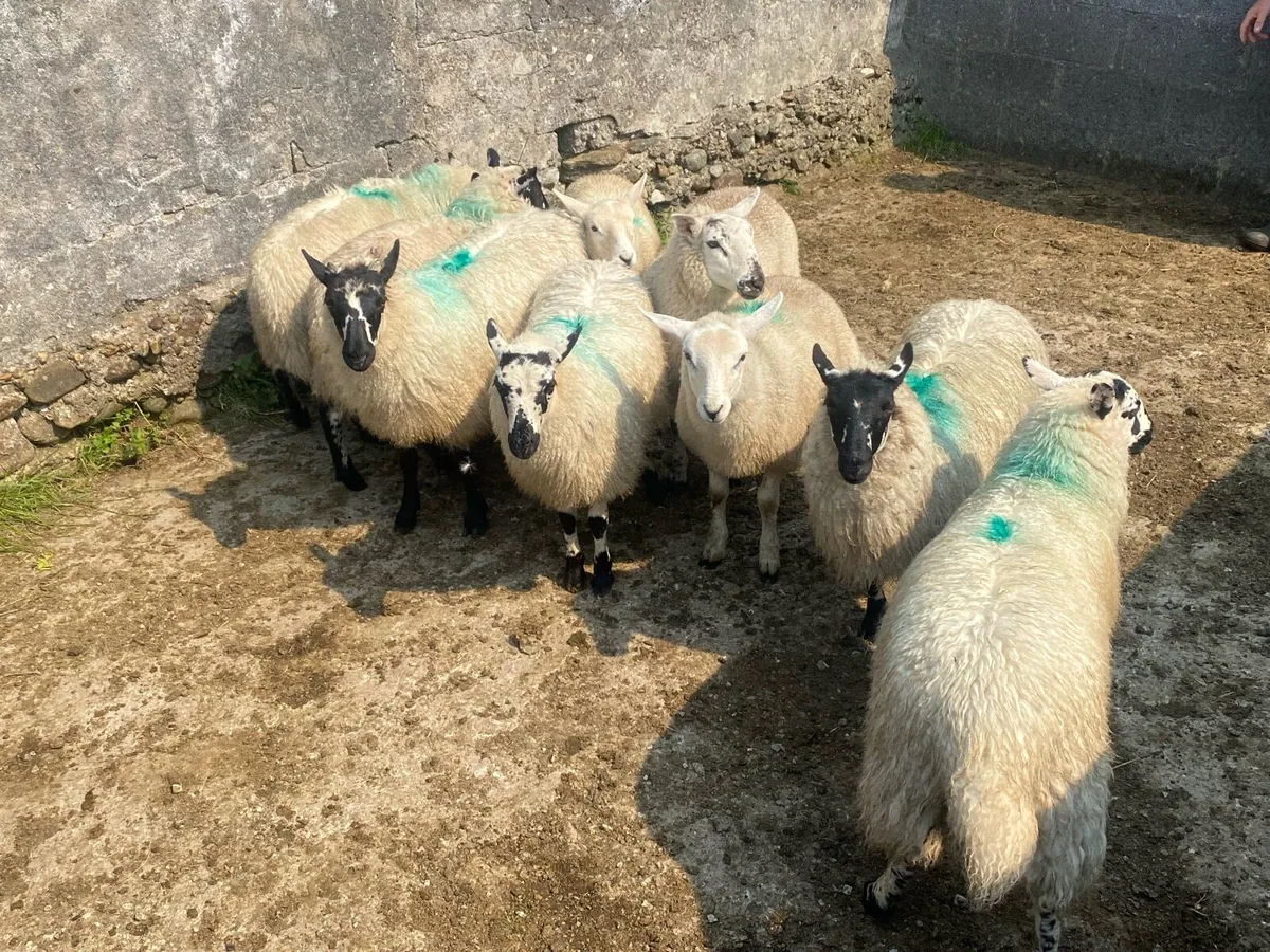 Ewe Lambs - Image 1