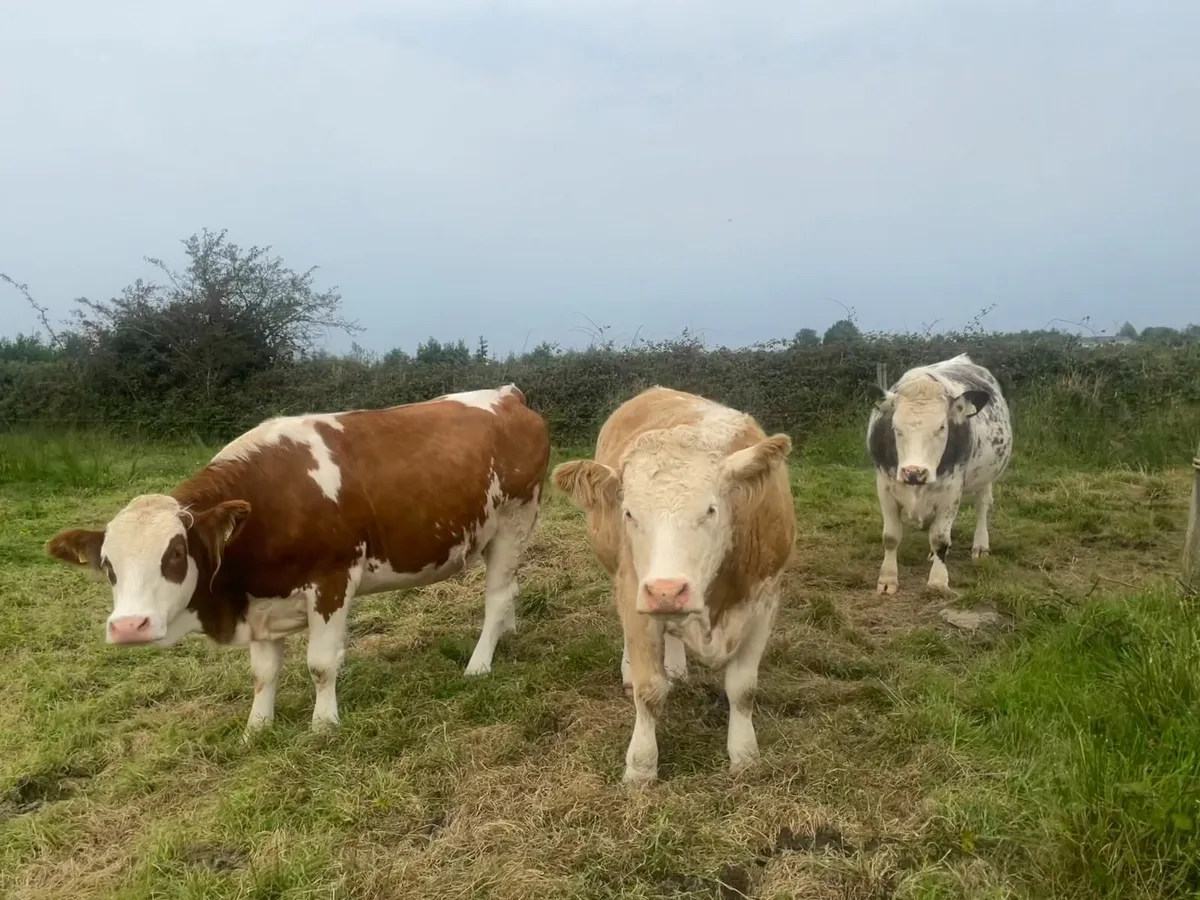 *SUPER QUALITY IN CALF SIMMENTAL HEIFERS* - Image 3