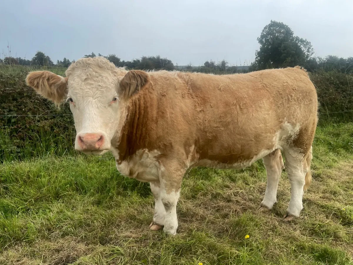 *SUPER QUALITY IN CALF SIMMENTAL HEIFERS* - Image 4
