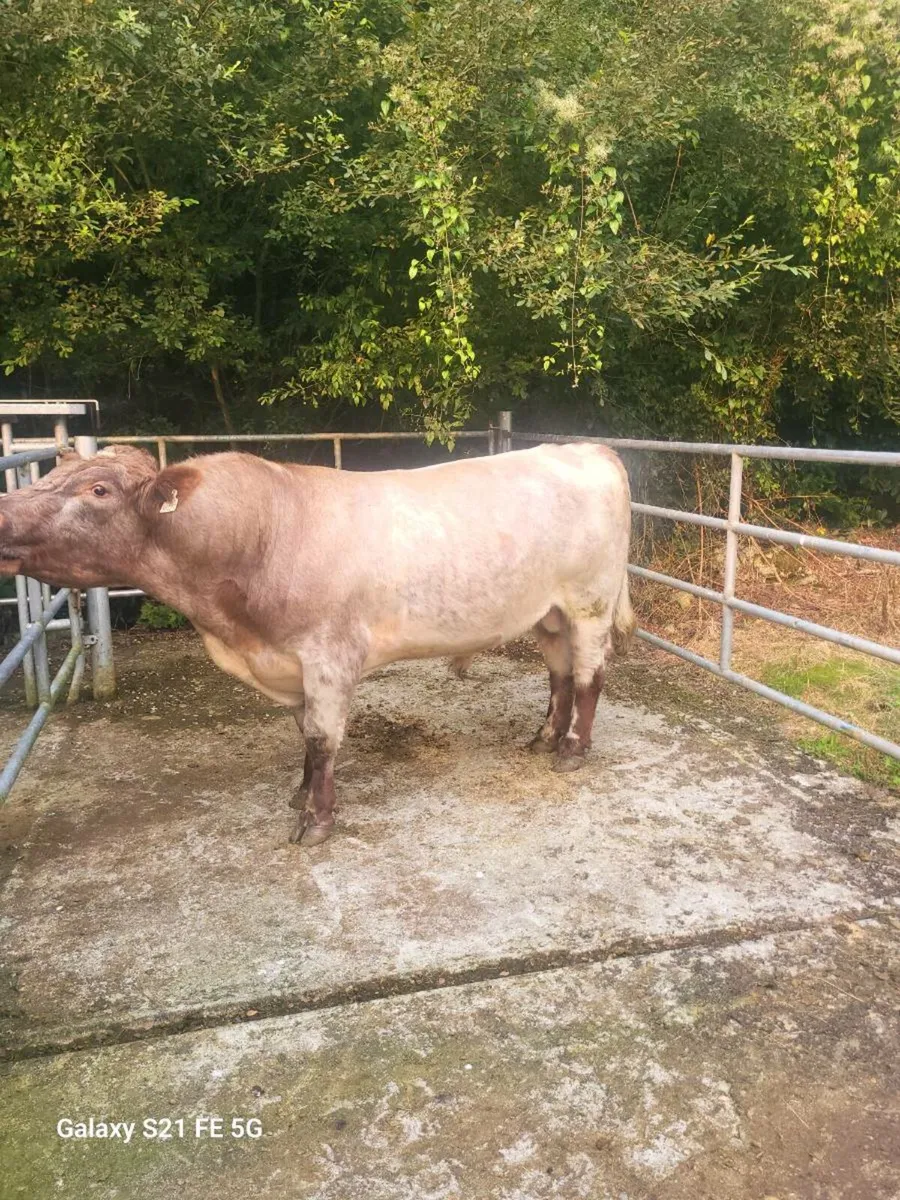Pbr Shorthorn bull - Image 2