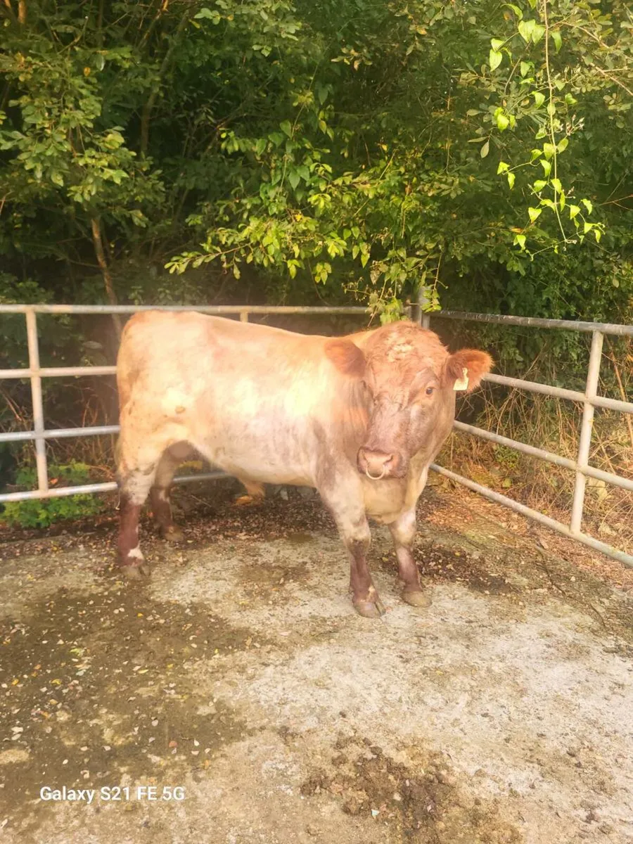 Pbr Shorthorn bull - Image 3