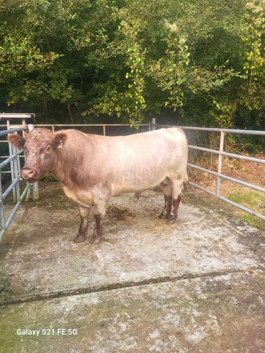 Pbr Shorthorn bull - Image 4