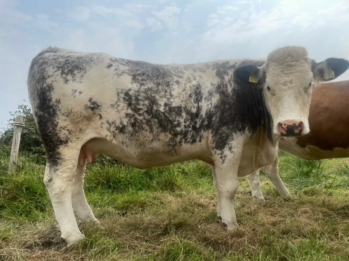 *SUPER QUALITY IN CALF SIMMENTAL HEIFERS* - Image 2