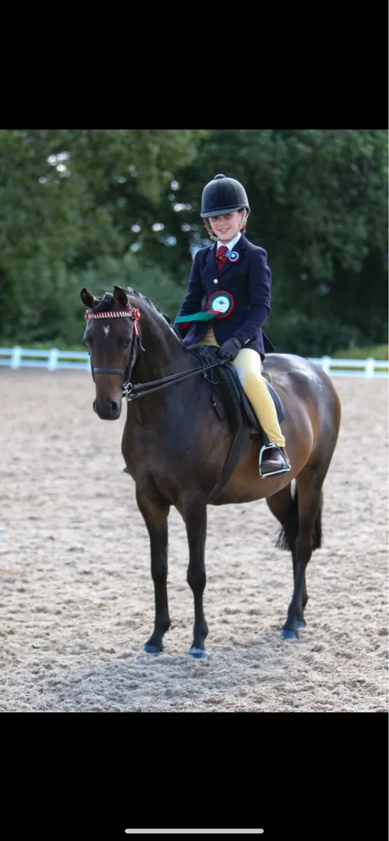 Beautiful 12.2 Pony - Image 1