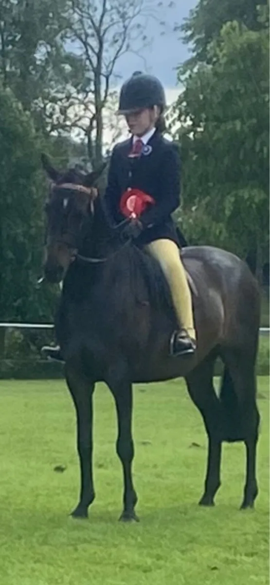 Beautiful 12.2 Pony - Image 2