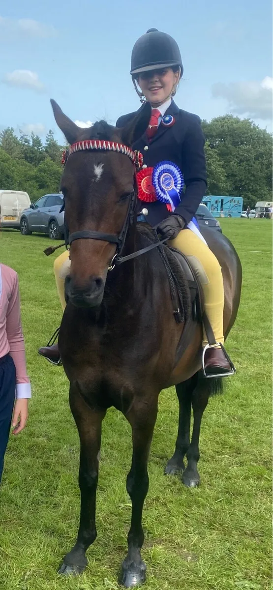 Beautiful 12.2 Pony - Image 3