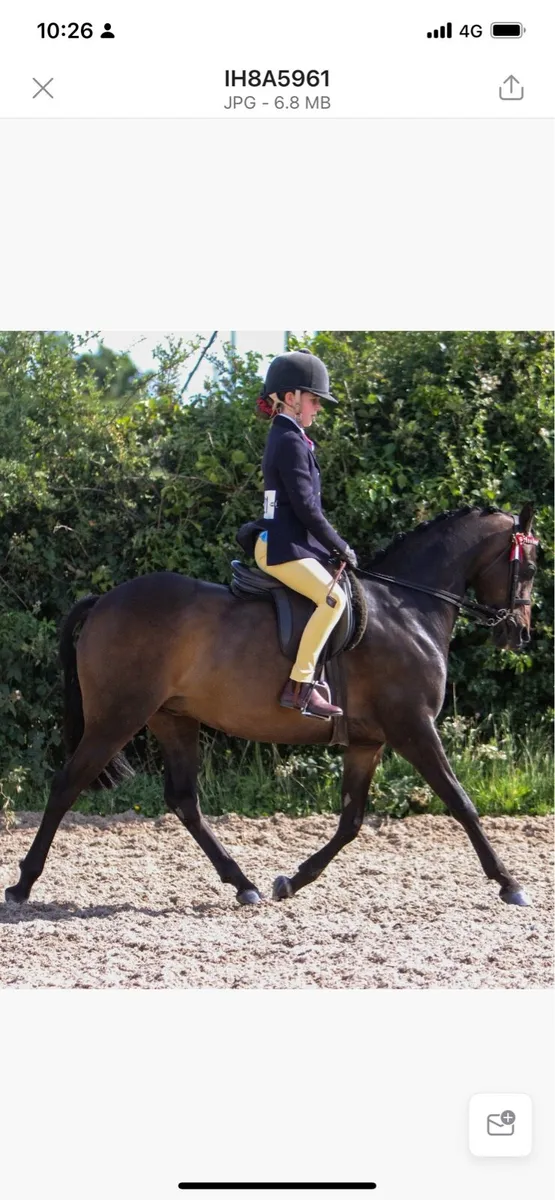 Beautiful 12.2 Pony - Image 4