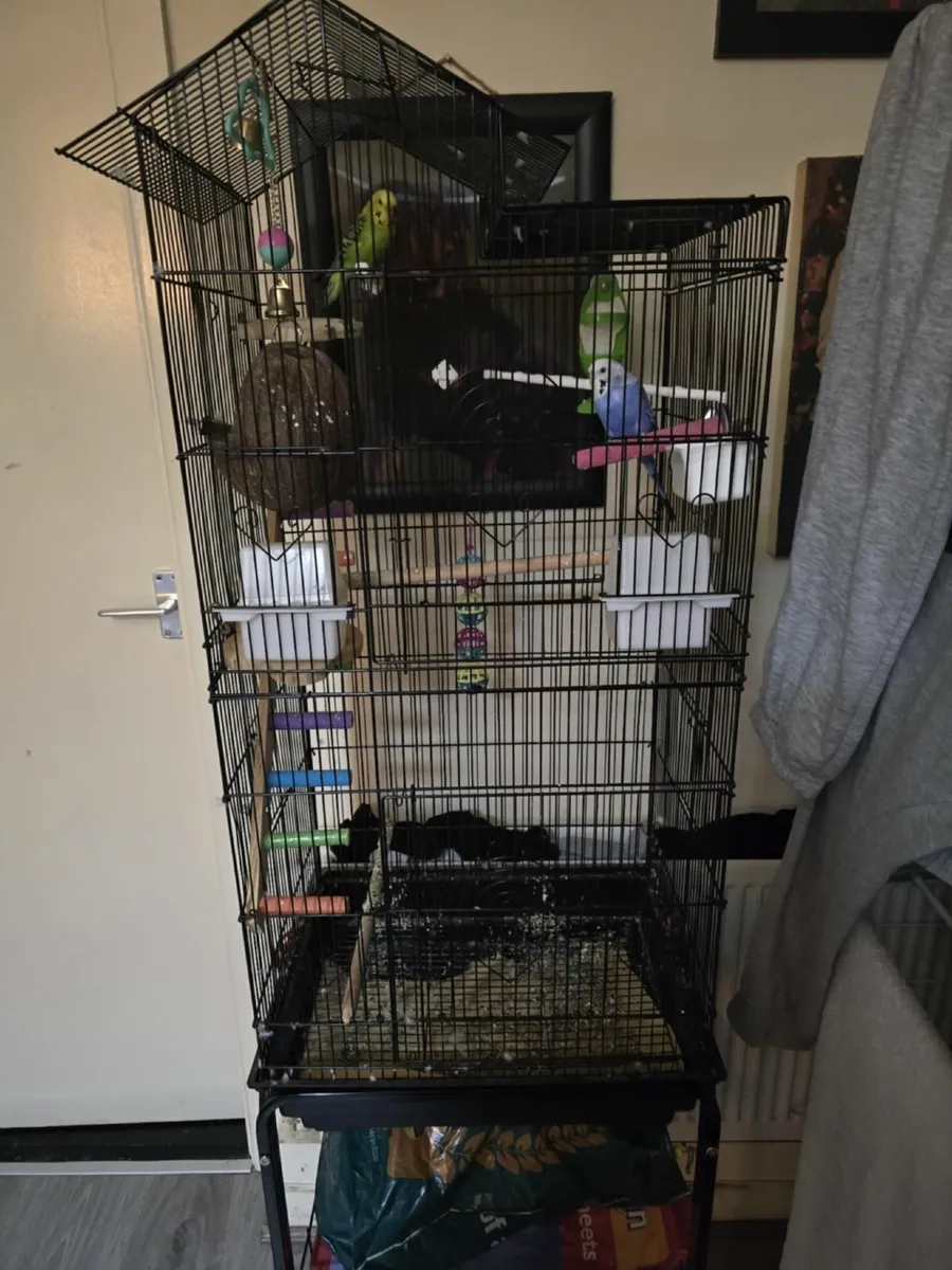 Bird and cages - Image 1