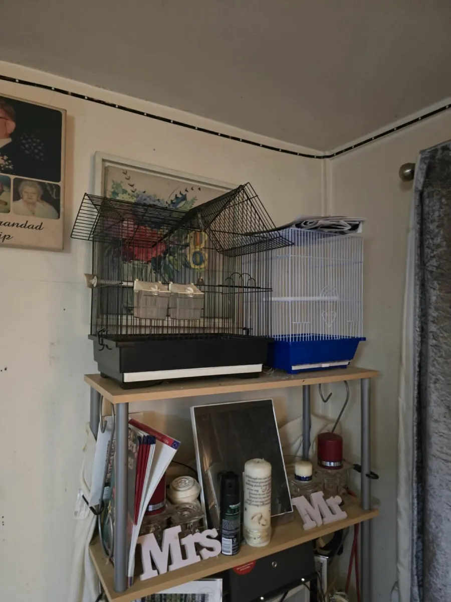 Bird and cages - Image 2