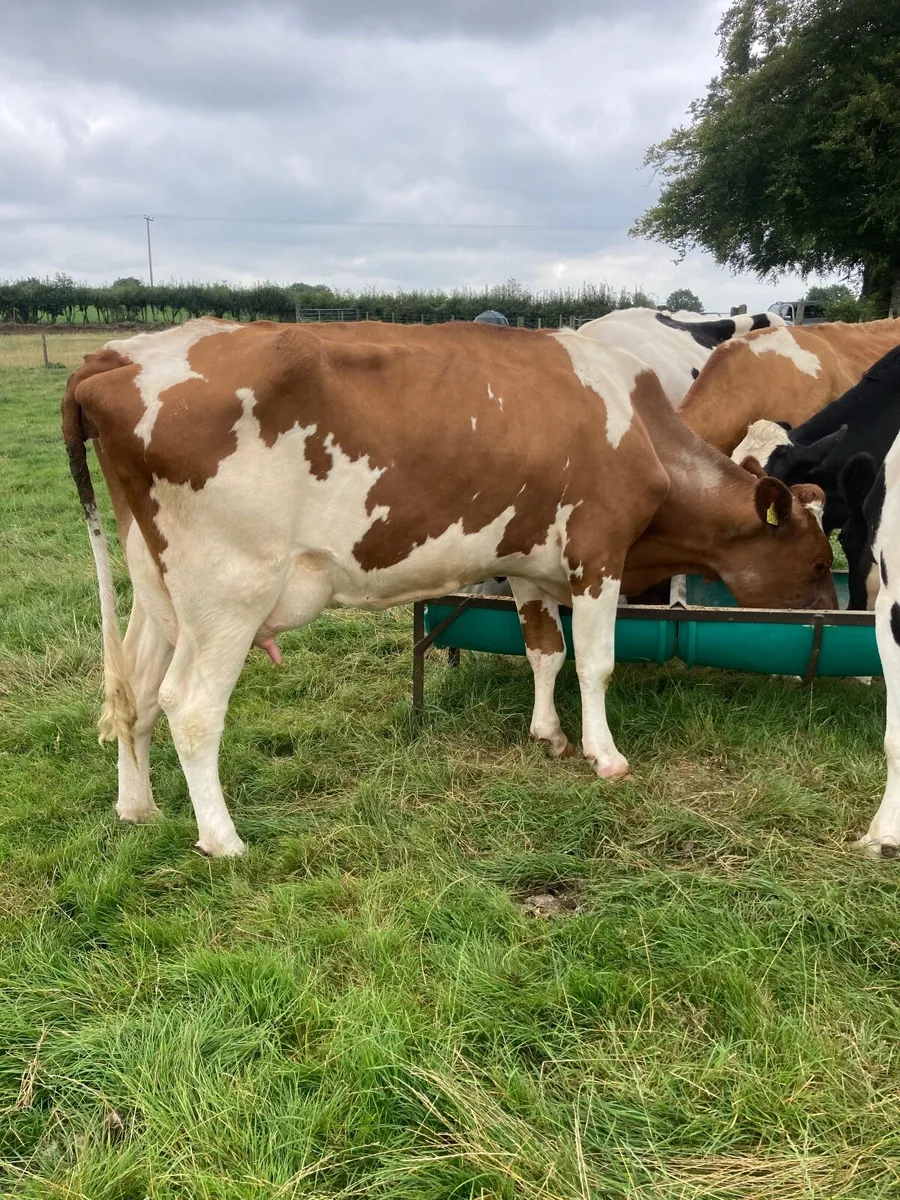 Cow - Image 1