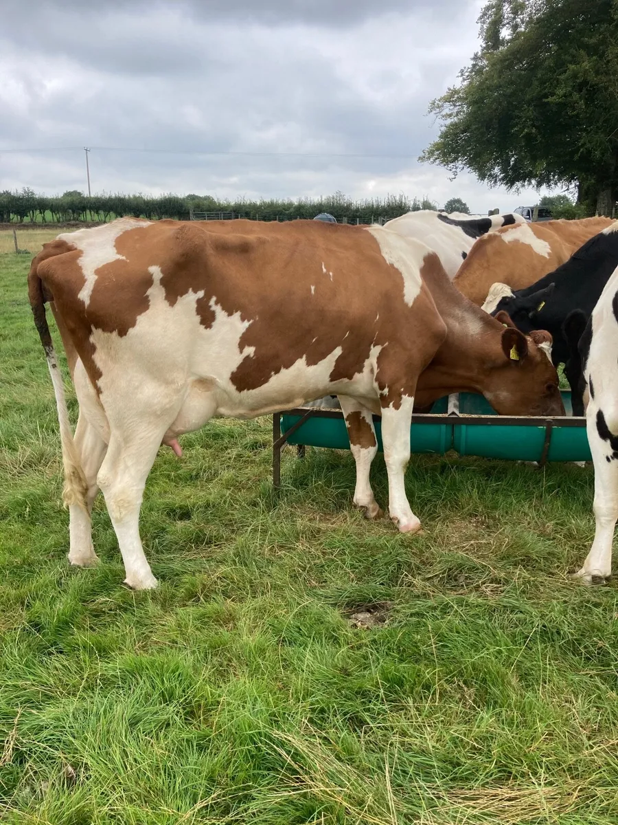 Cow - Image 2